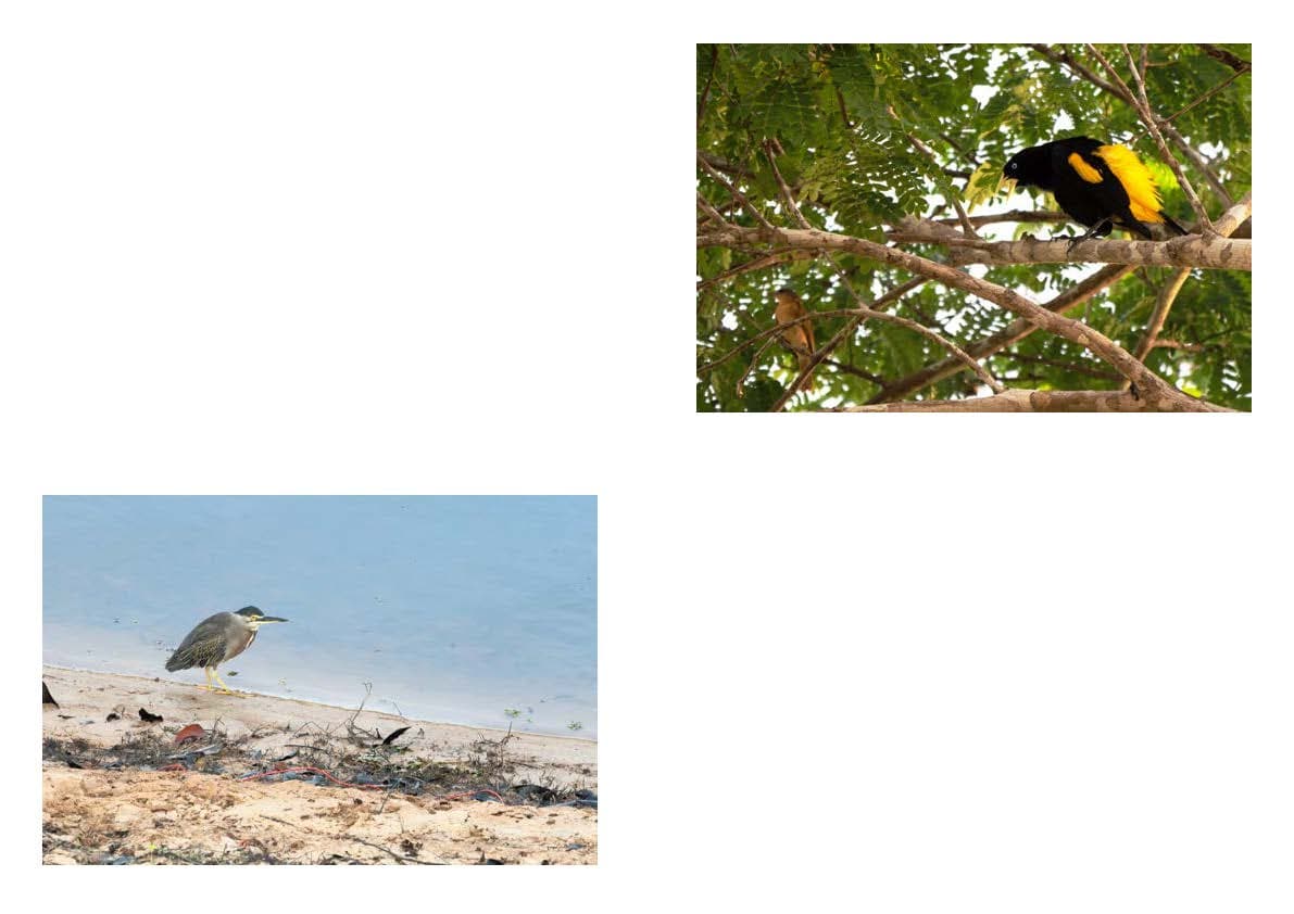 amazon Image 5